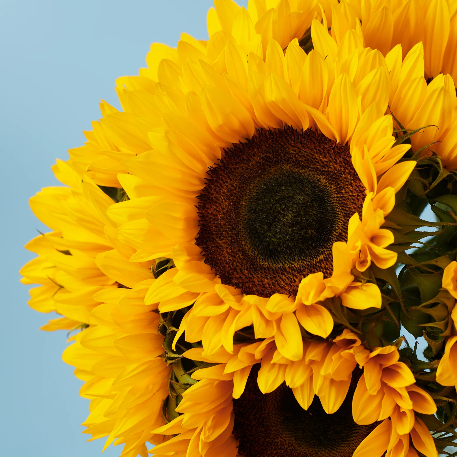 10 Sunflowers - image №3