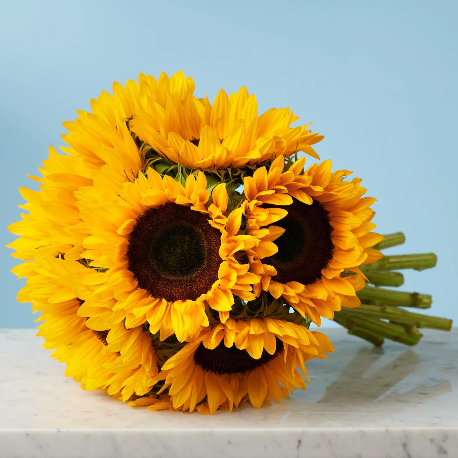 10 Sunflowers - image №4