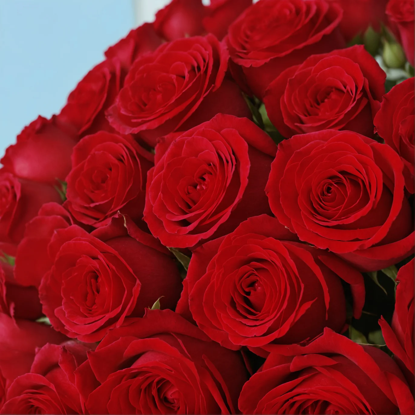 50 Red Roses from Kenya - image №4