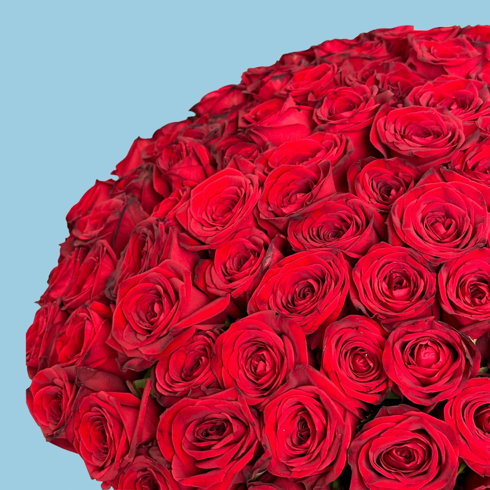 150 Red Roses from Kenya - image №3