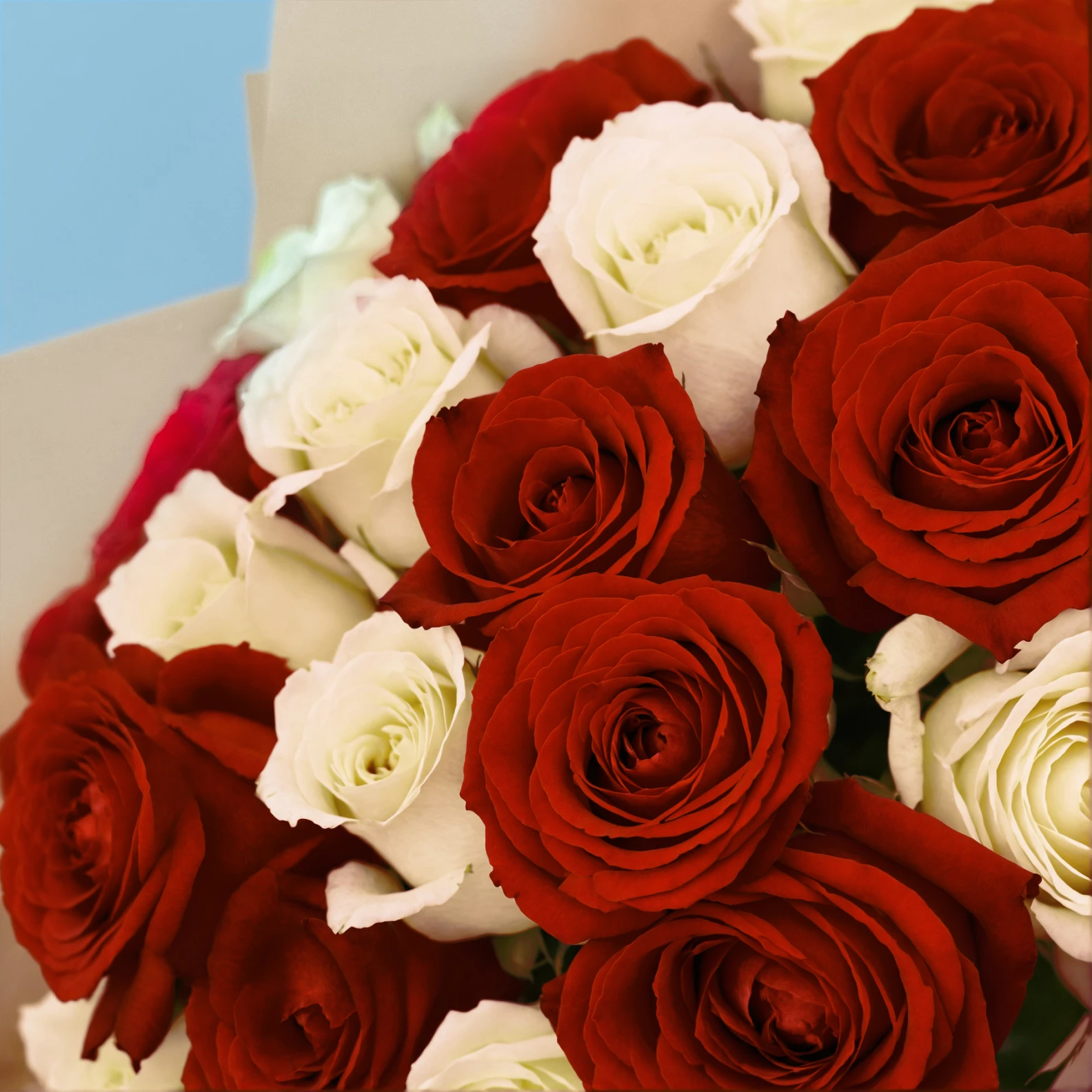 20 Premium White and Red Roses - image №4