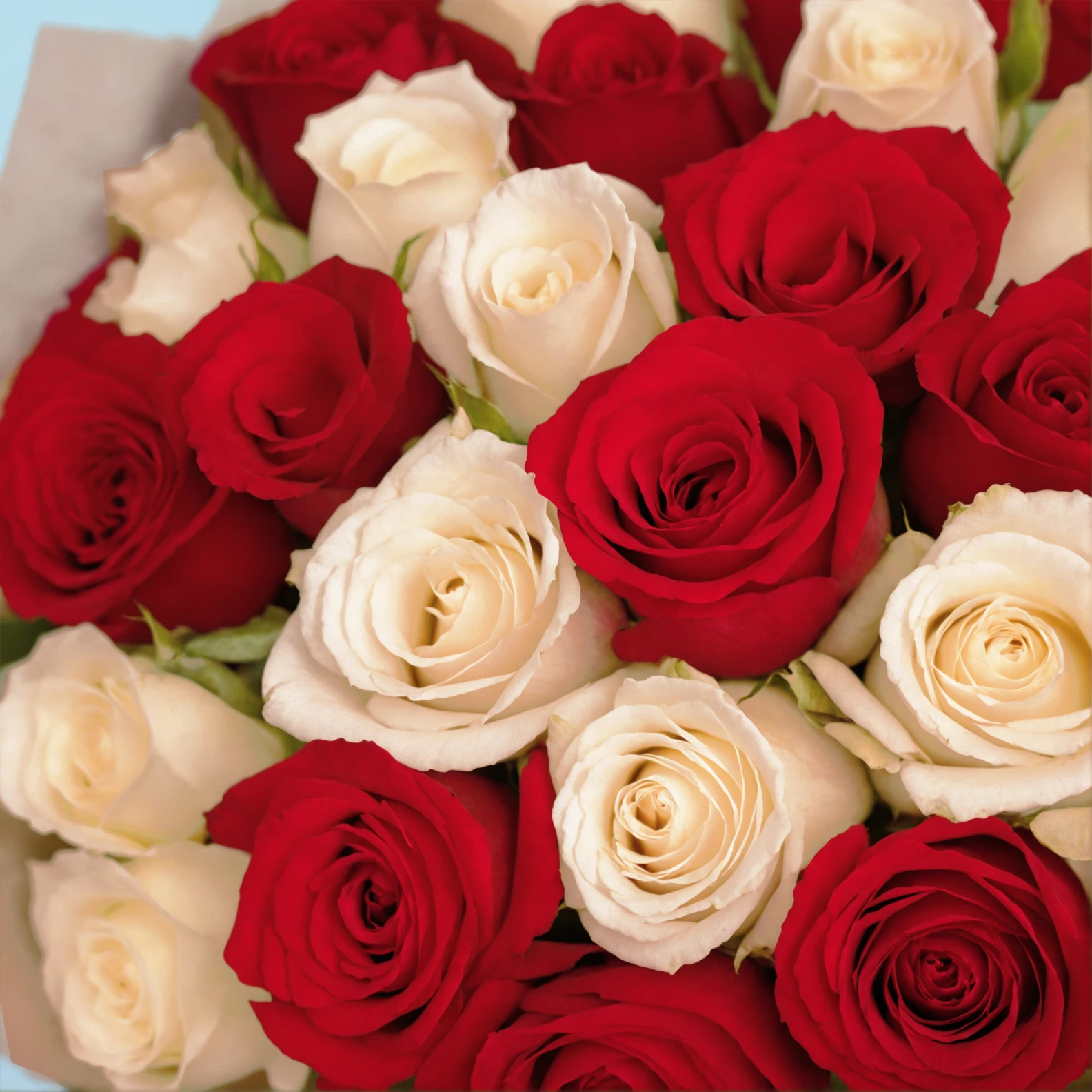 35 Premium White and Red Roses - image №4