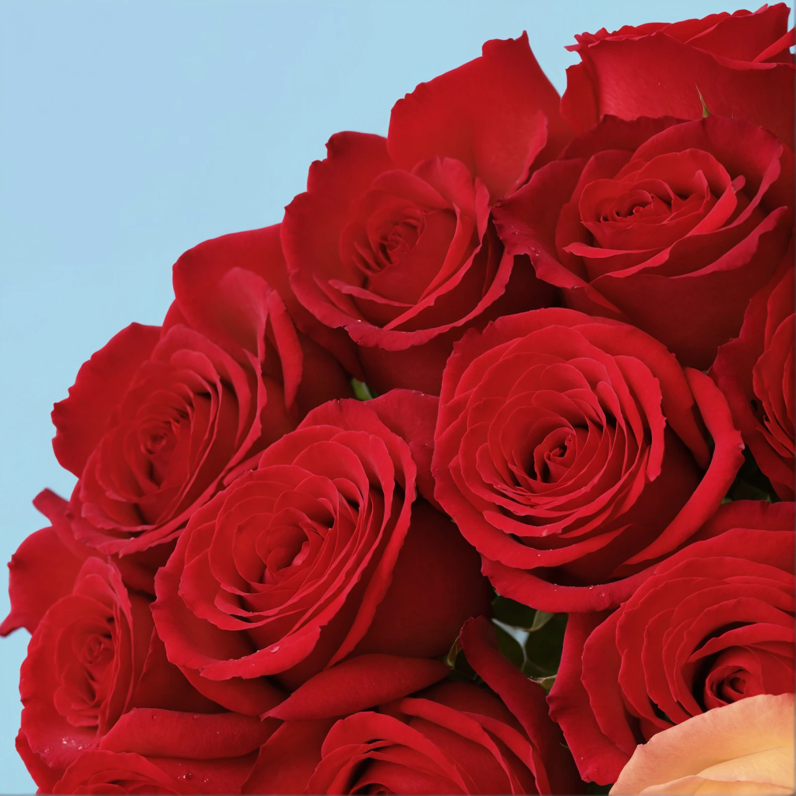 20 Red Roses from Kenya - image №4