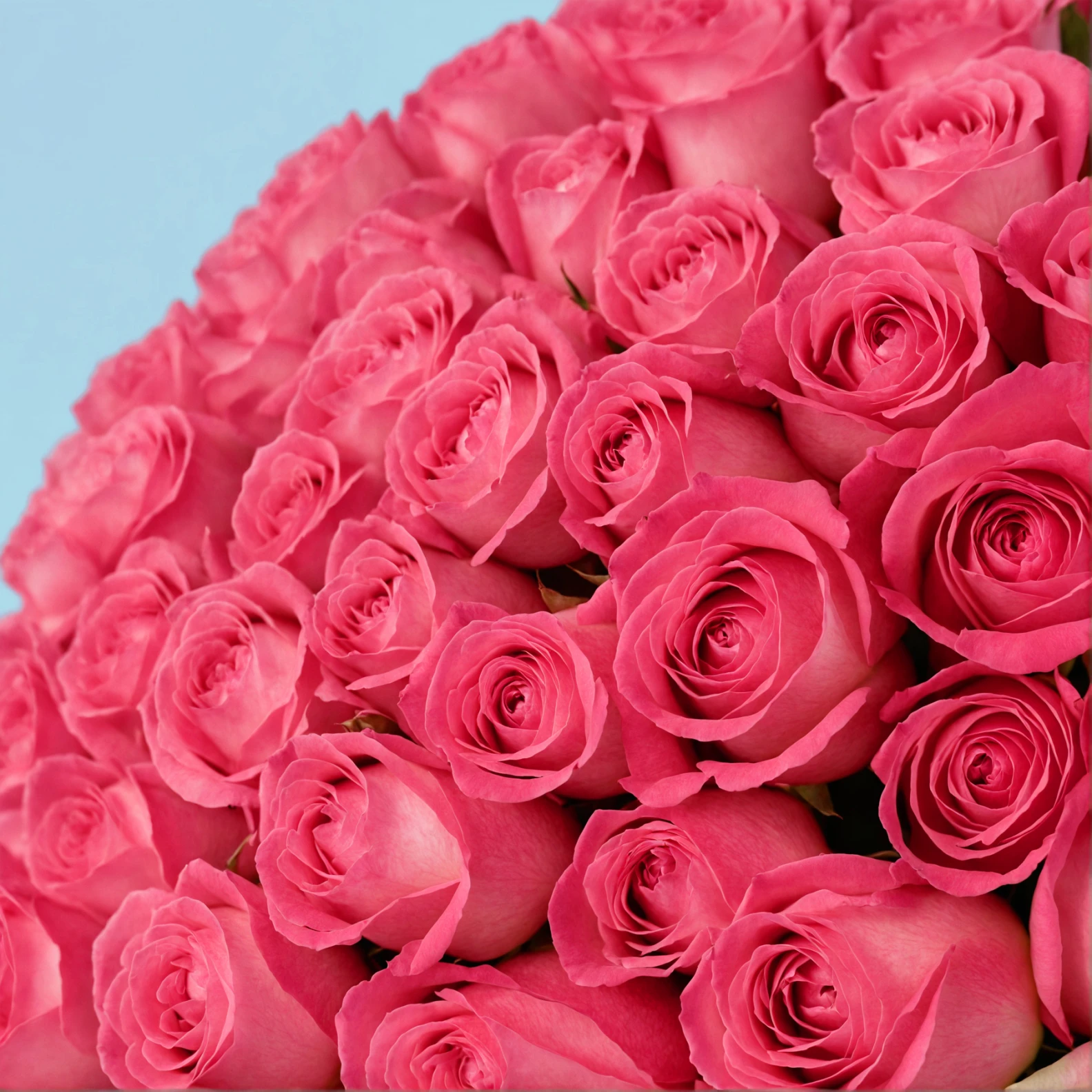 100 Pink Roses from Kenya - image №4