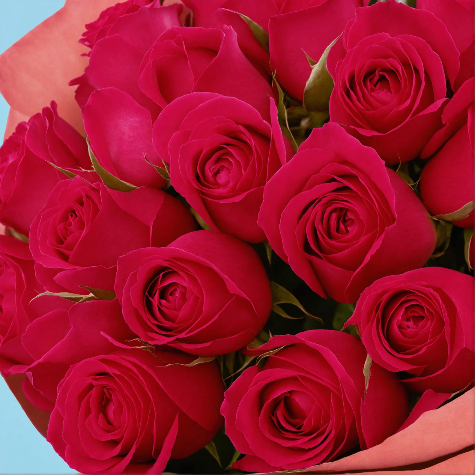 20 Hot Pink Roses from Kenya - image №4