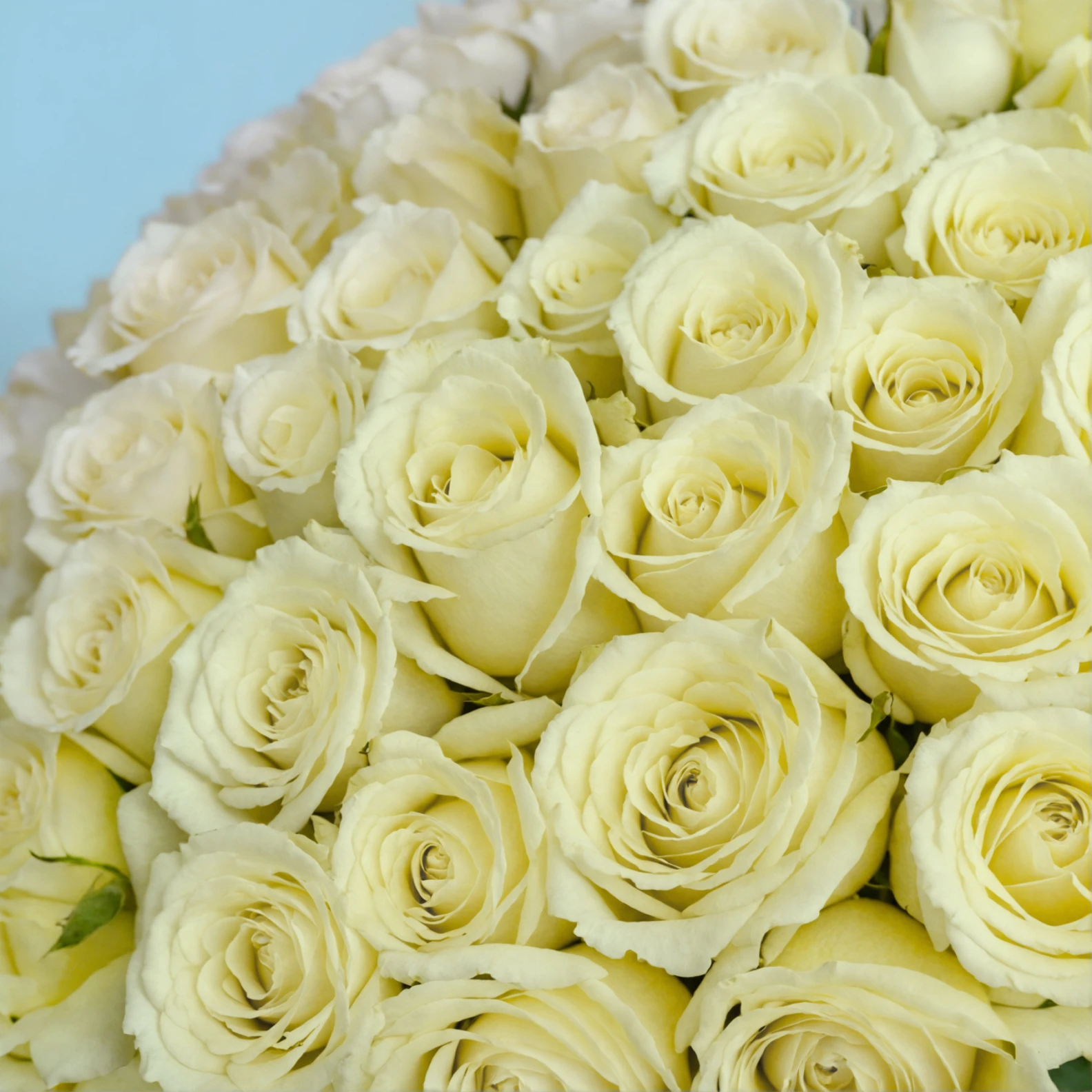 100 Premium White Roses - image №4