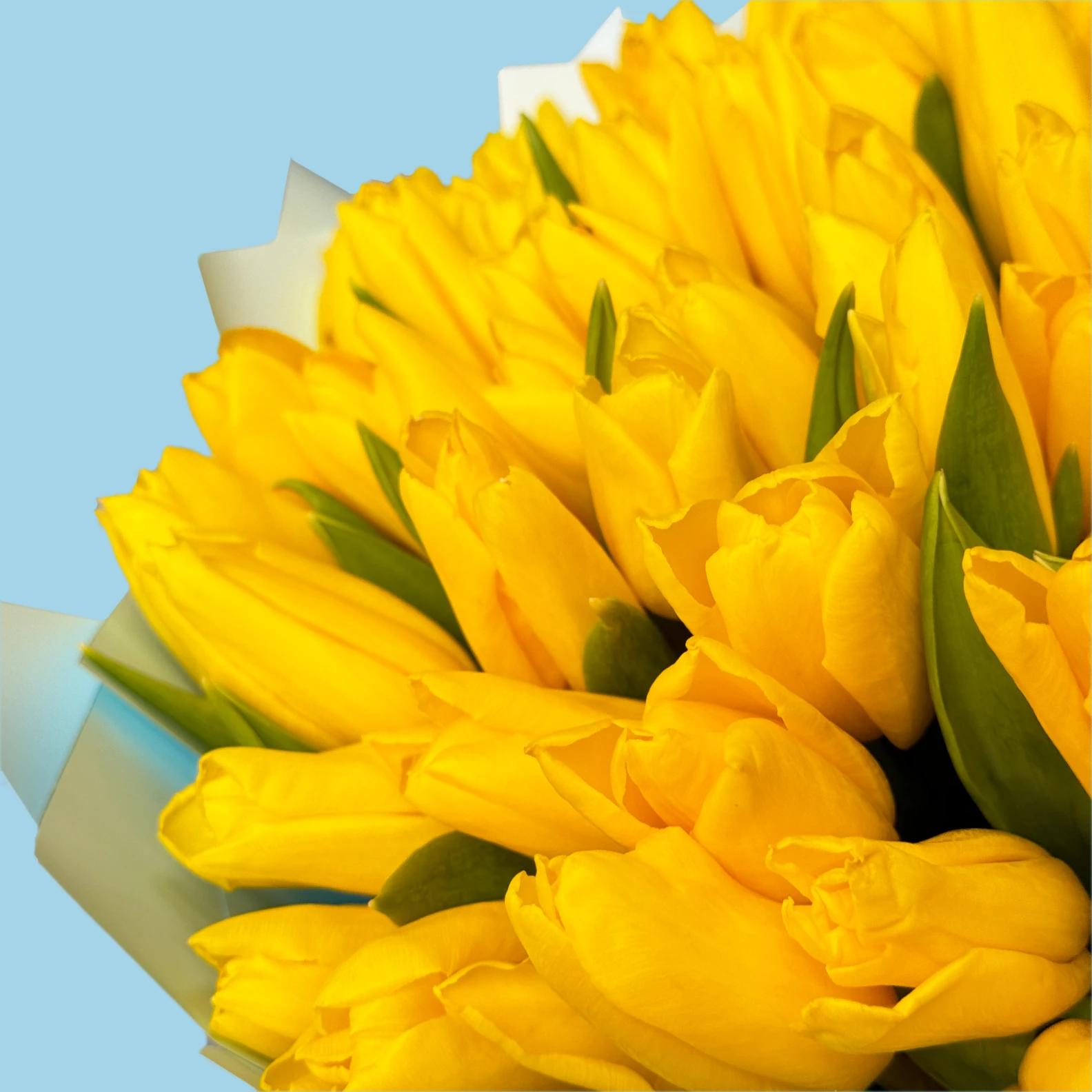 100 Yellow Tulips - image №3