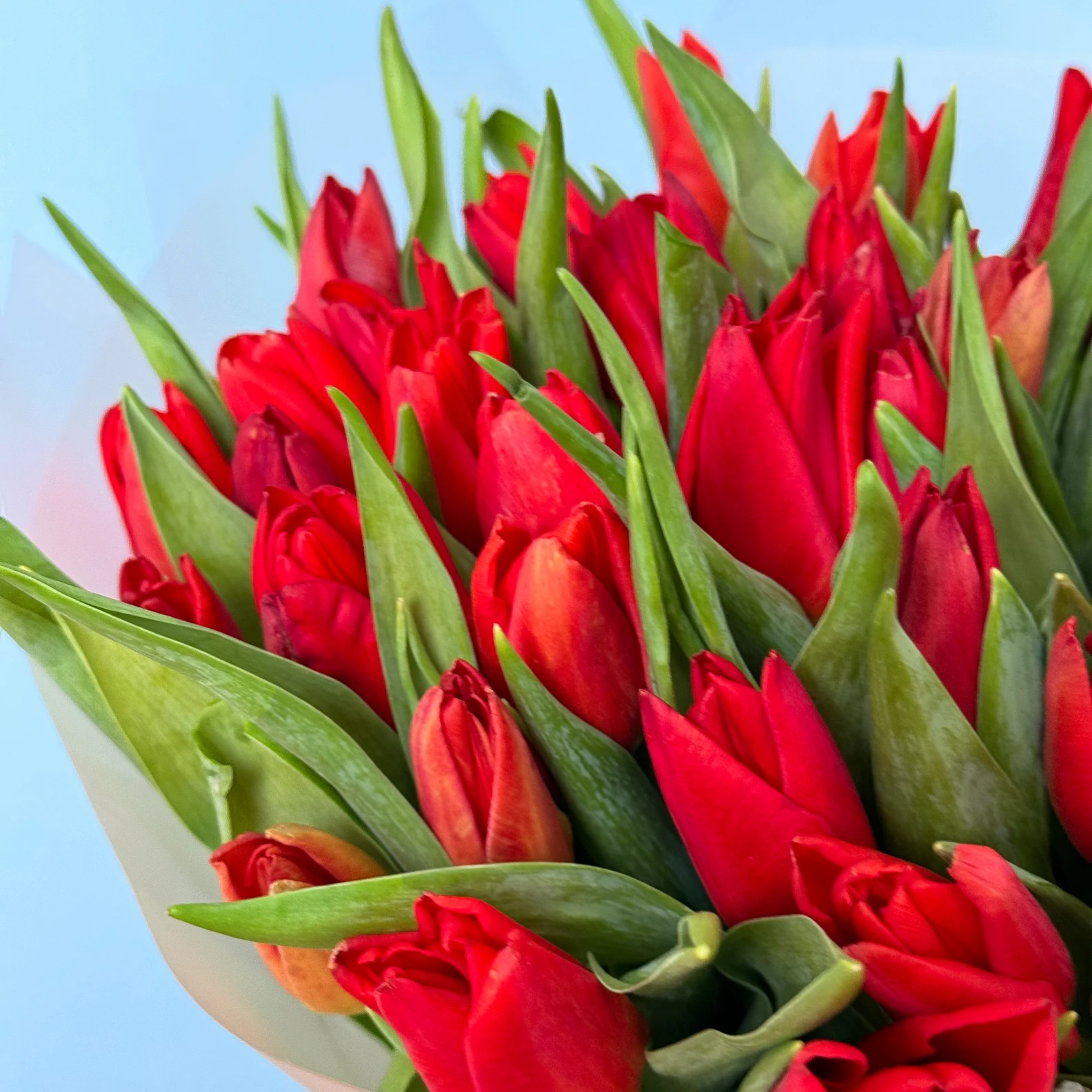40 Red Tulips - image №3