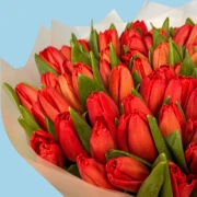 100 Red Tulips - image №3