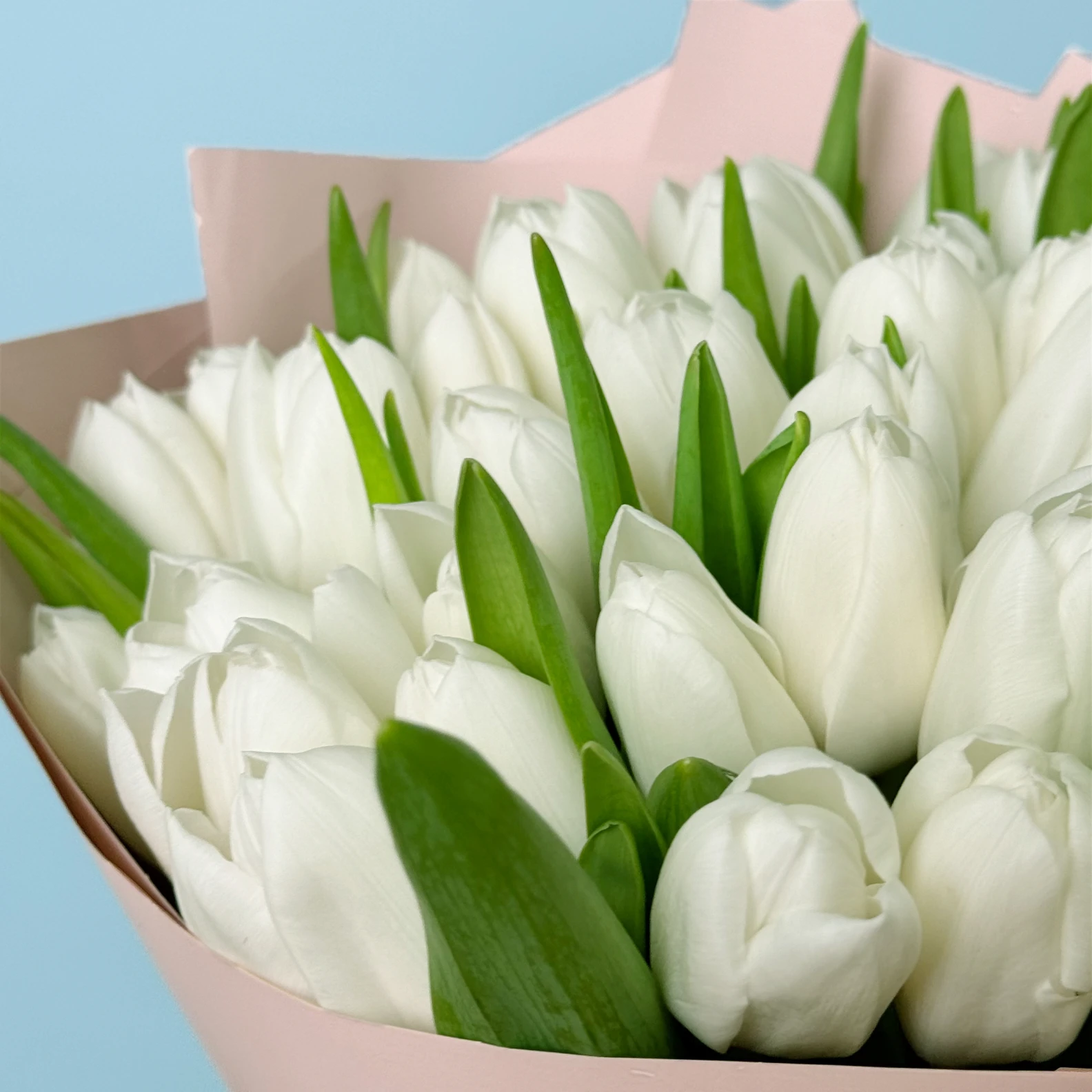 40 White Tulips - image №3