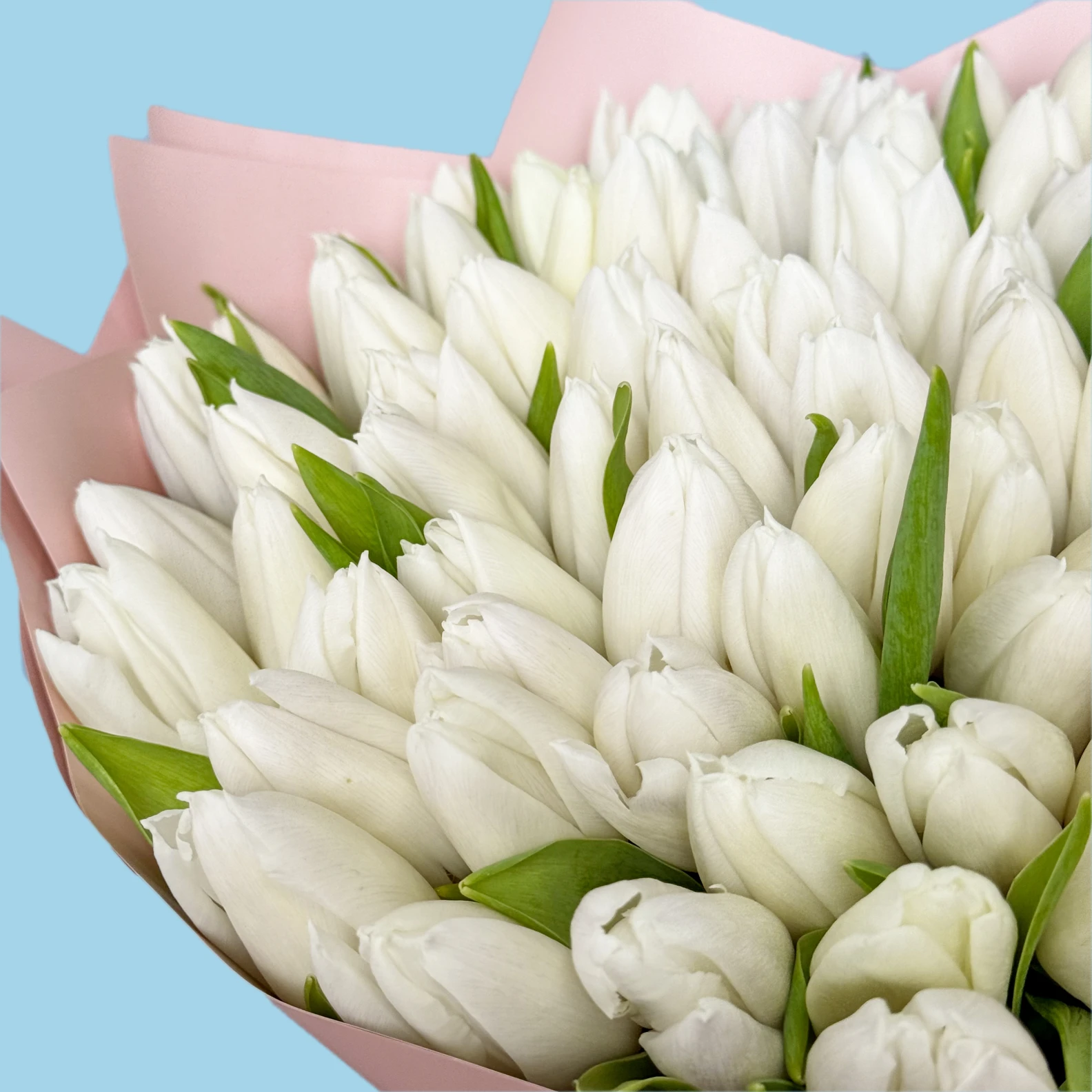 100 White Tulips - image №3