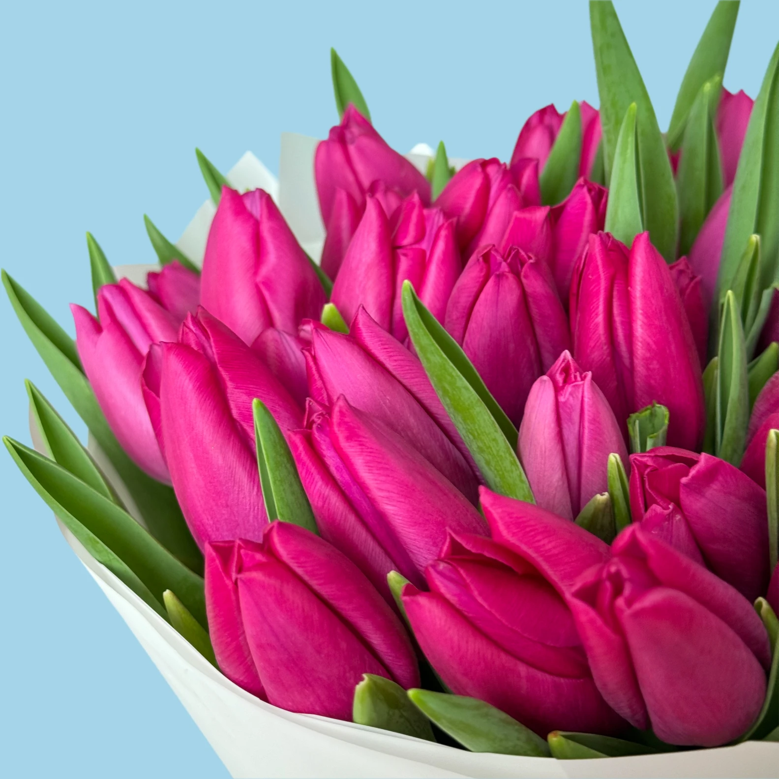 70 Pink Tulips - image №3