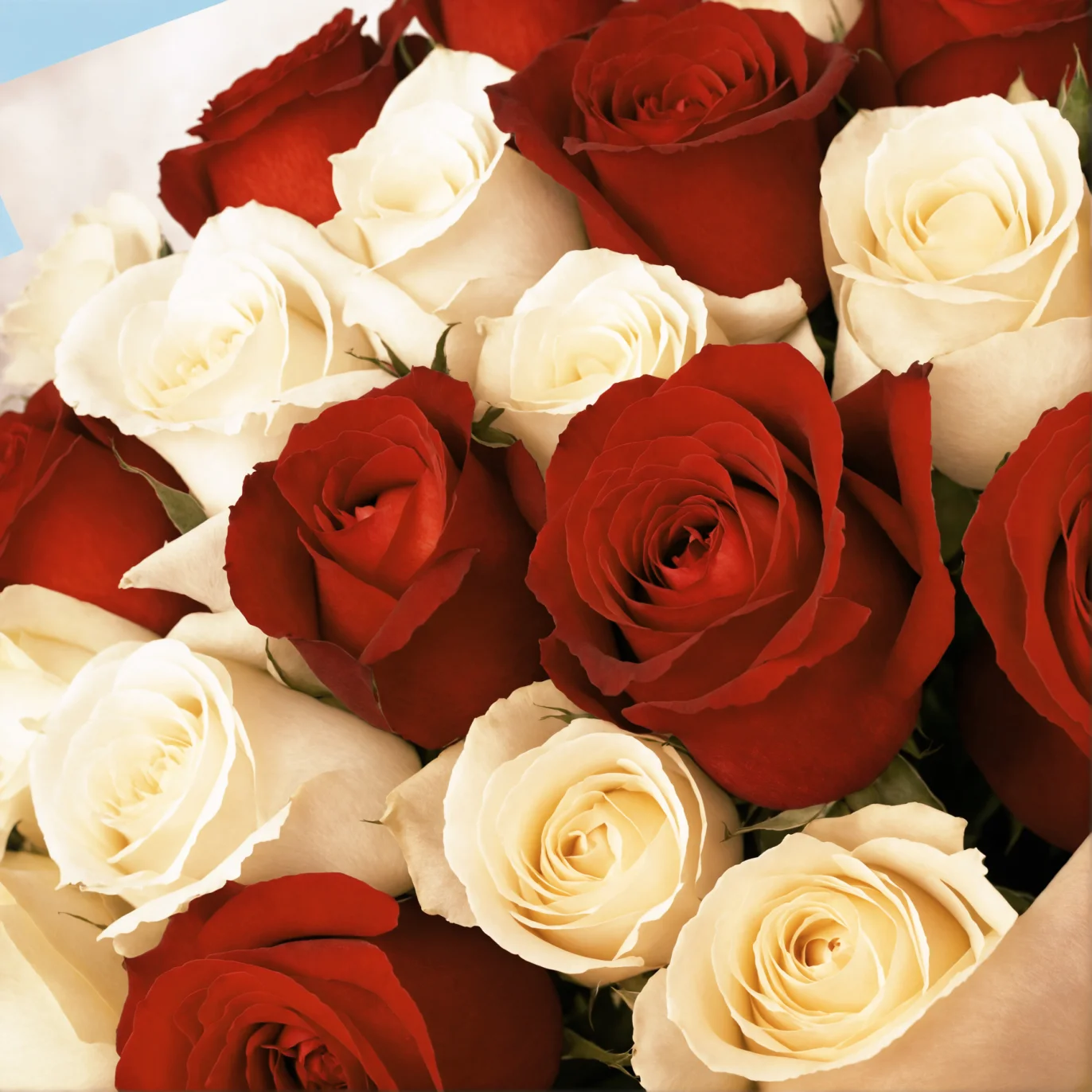 20 White and Red Roses from Kenya - image №4