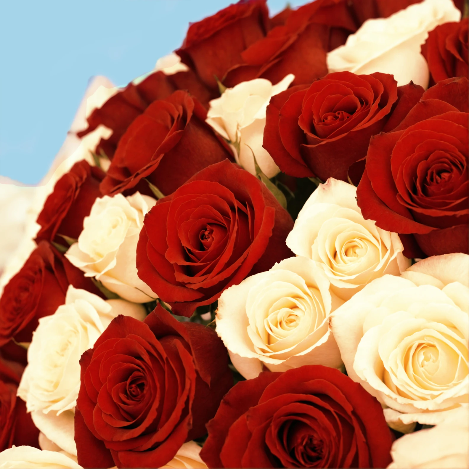 35 White and Red Roses from Kenya - image №4