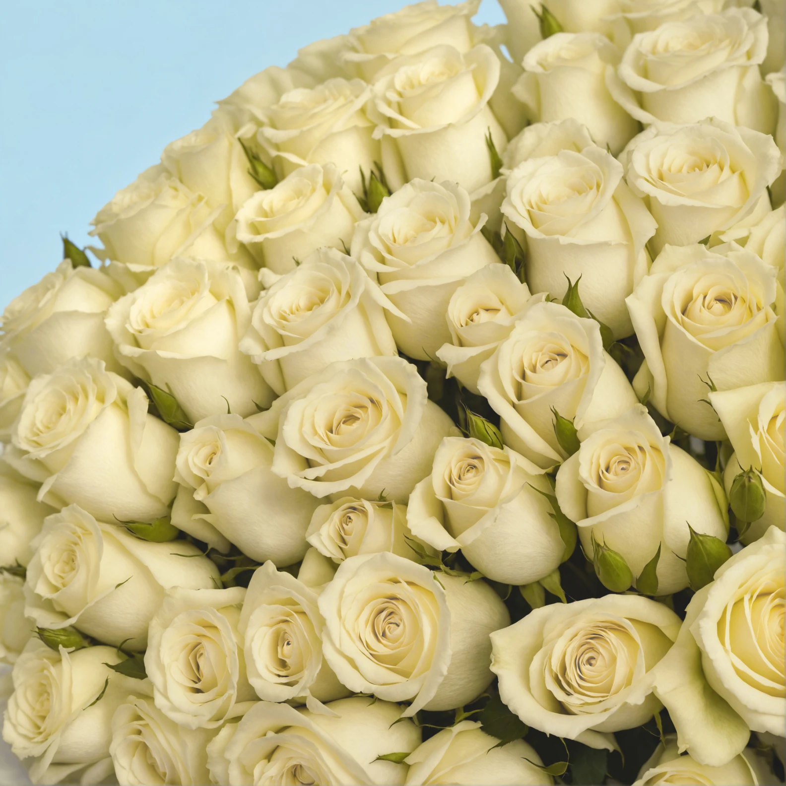 100 White Roses from Kenya - image №4