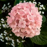 Tenderness - image №2