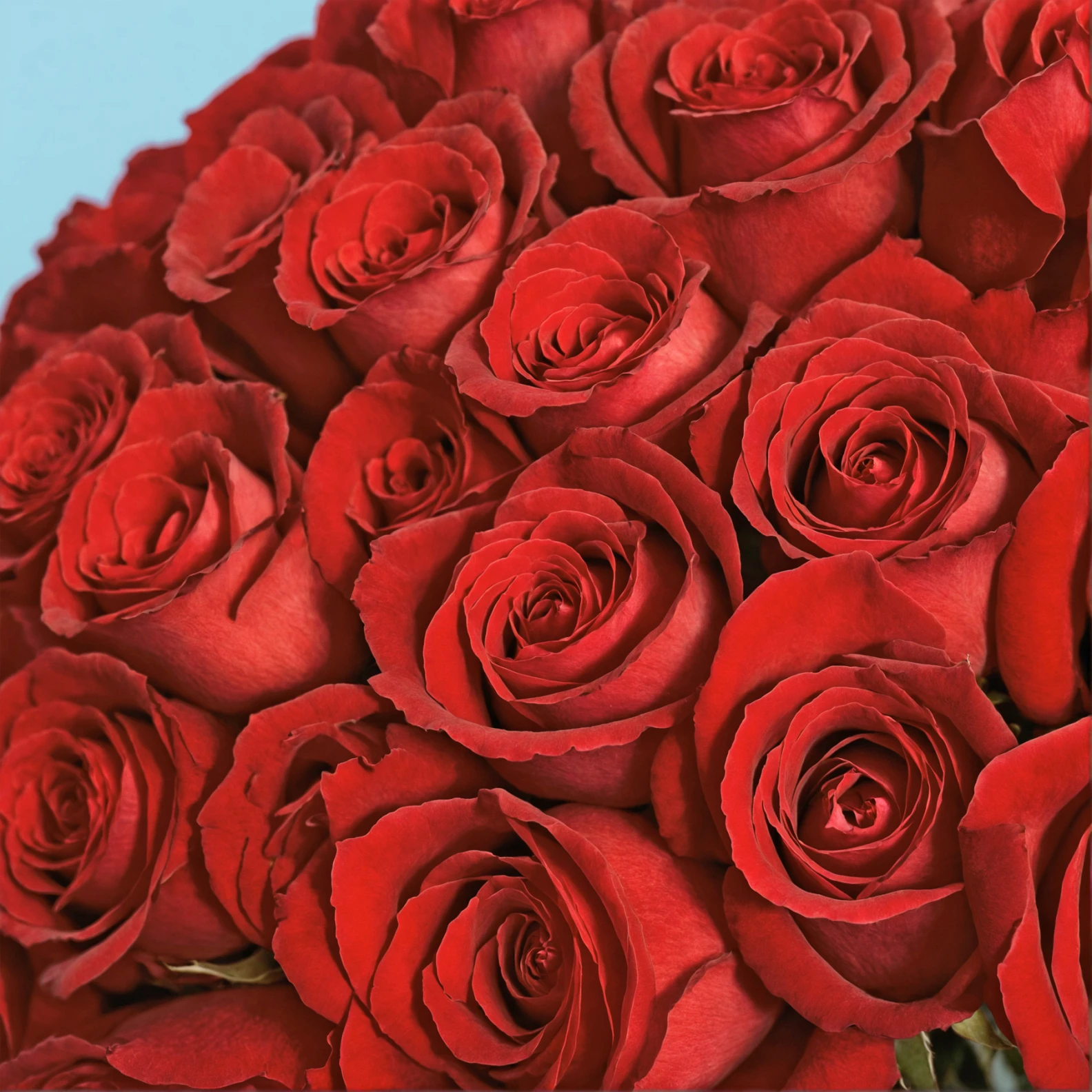 100 Premium Red Roses - image №4