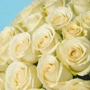 50 Premium White Roses - image №4