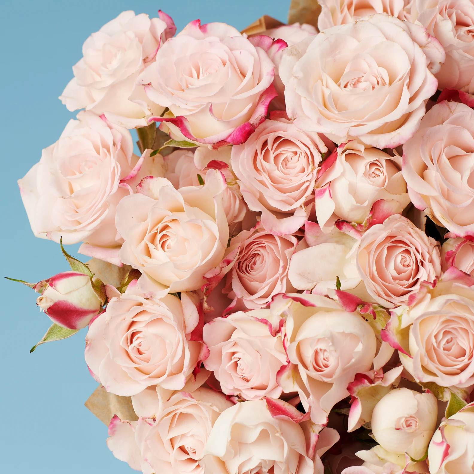 10 Spray Pink Roses - image №2