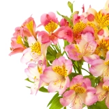 Image Alstroemeria