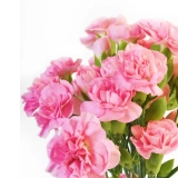 Image Carnations