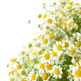 Image Chamomile 