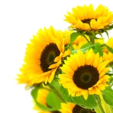 Image Sunflowers